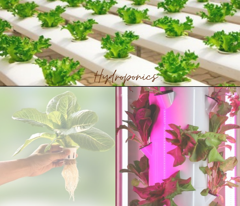 Hydroponics & Aquaponics